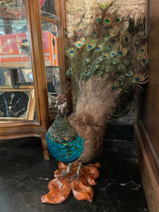 peacock 1